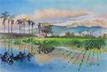 花東水田_Huatung rice field